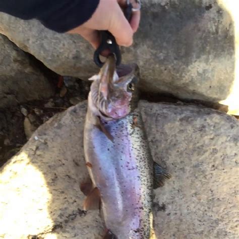 piute reservoir utah fishing report.